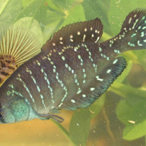 Austrolebias bellottii