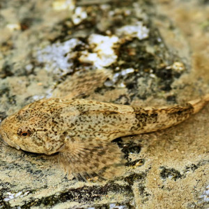 Cottus aturi