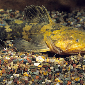 Lophiosilurus alexandri