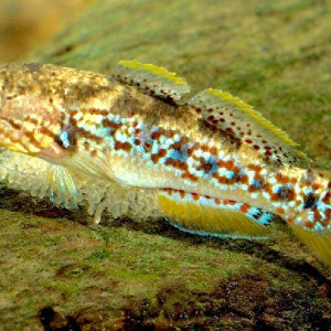 Mogurnda adspersa
