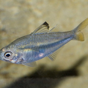 Puntius ambassis