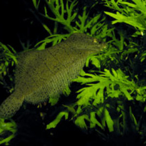 Achirus lineatus