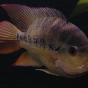 Amphilophus hogaboomorus