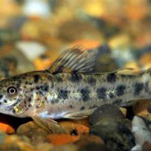 Aspidoras carvalhoi