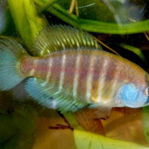 Austrolebias varzeae