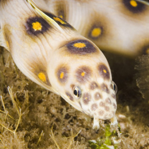 Quassiremus  ascensionis
