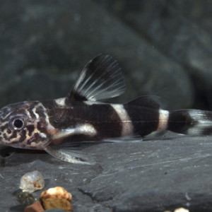 Synodontis albolineatus