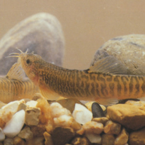 Barbatula labiata