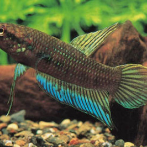 Betta dimidiata