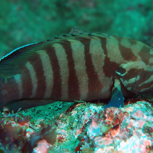 Cephalopholis boenak