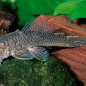 Chaetostoma breve