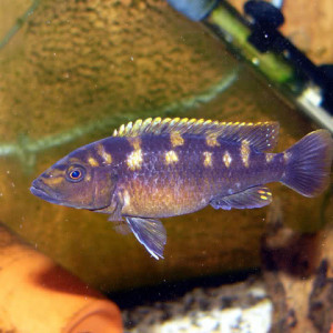 Melanochromis baliodigma