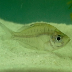 Pseudambassis baculis