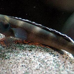 Teleogramma brichardi