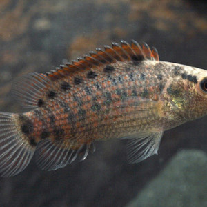 Badis blosyrus