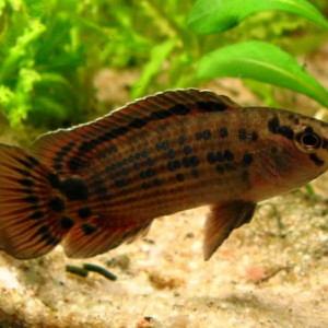Badis ruber
