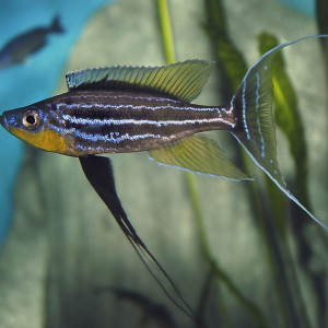 Benthochromis tricoti