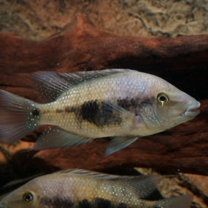 Amphilophus altifrons
