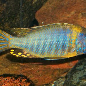 Aulonocara korneliae