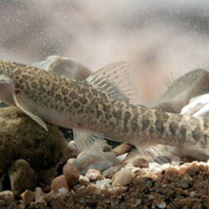 Nemacheilus angorae