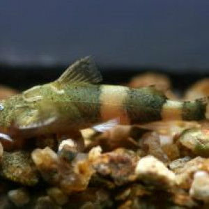 Pseudolaguvia austrina