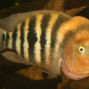 Amphilophus margaritifer