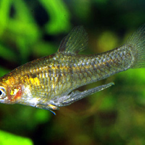 Quintana atrizona