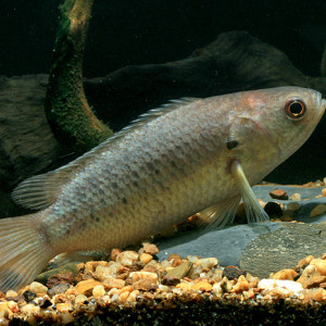 Anabas cobojius