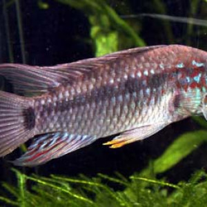 Apistogramma moae