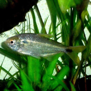 Astyanax bimaculatus