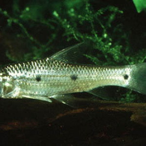 Barbus aboinensis
