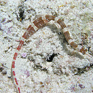 Corythoichthys amplexus