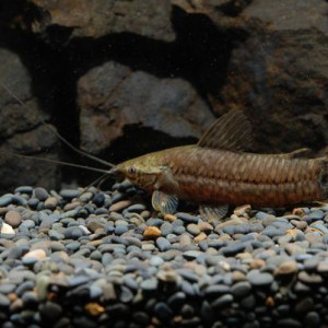 Lepthoplosternum altamazonicum
