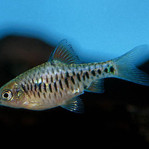 Puntius aurotaeniatus