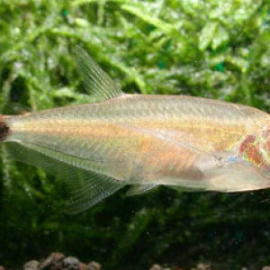Scopaeocharax atopodus