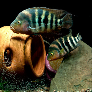 Amphilophus hogaboomorum