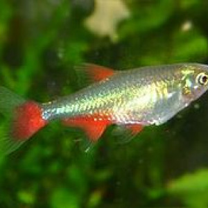 Aphyocharax yekwanae