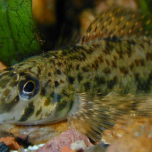 Etheostoma blennioides