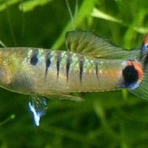 Micropoecilia branneri