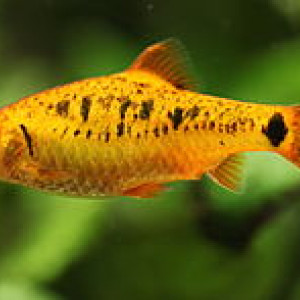 Puntius bramoides