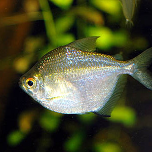 Brachychalcinus orbicularis