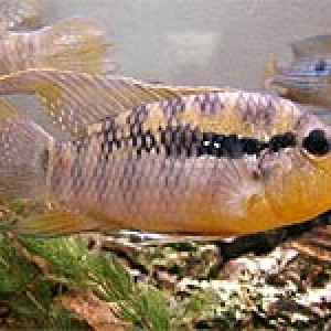 Bujurquina vittata