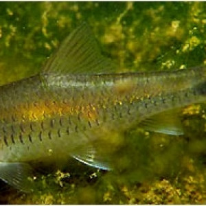 Puntius brevis