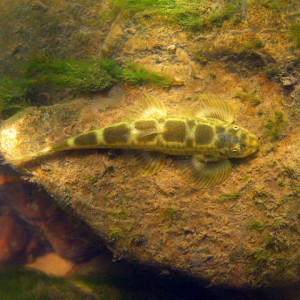 Balitora burmanica