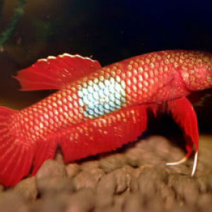 Betta brownorum