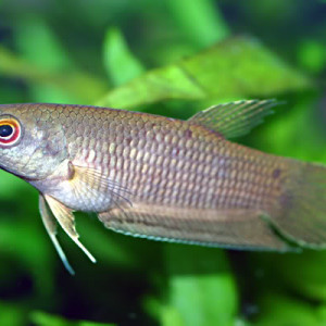 Betta spilotogena