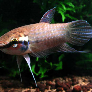 Betta pinguis