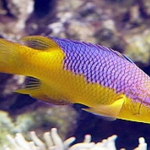 Bodianus rufus