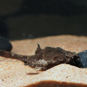 Bunocephalus verrucosus