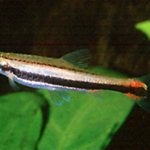 Nannostomus bifasciatus